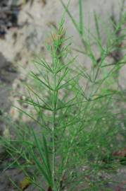 Fotografia da espécie Equisetum arvense