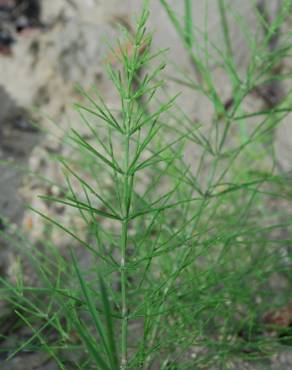 Fotografia 8 da espécie Equisetum arvense no Jardim Botânico UTAD