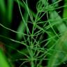 Fotografia 9 da espécie Equisetum arvense do Jardim Botânico UTAD