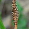 Fotografia 10 da espécie Equisetum arvense do Jardim Botânico UTAD