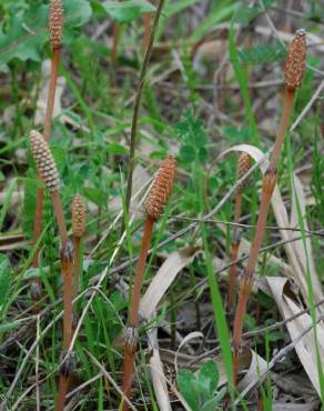 Fotografia 11 da espécie Equisetum arvense no Jardim Botânico UTAD