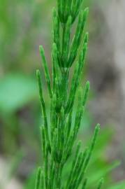 Fotografia da espécie Equisetum arvense