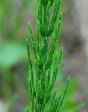 Fotografia 12 da espécie Equisetum arvense no Jardim Botânico UTAD