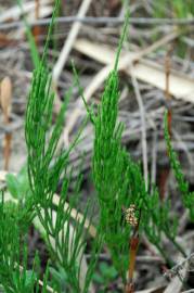 Fotografia da espécie Equisetum arvense