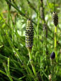 Fotografia da espécie Equisetum palustre