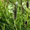 Fotografia 12 da espécie Equisetum palustre do Jardim Botânico UTAD