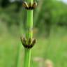 Fotografia 13 da espécie Equisetum palustre do Jardim Botânico UTAD