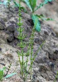 Fotografia da espécie Equisetum palustre