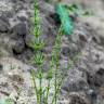 Fotografia 14 da espécie Equisetum palustre do Jardim Botânico UTAD