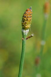 Fotografia da espécie Equisetum ramosissimum