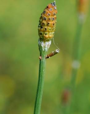 Fotografia 1 da espécie Equisetum ramosissimum no Jardim Botânico UTAD