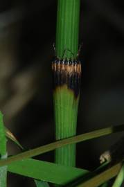 Fotografia da espécie Equisetum ramosissimum