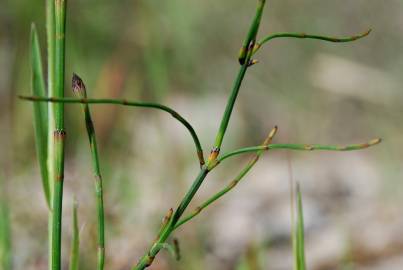 Fotografia da espécie Equisetum ramosissimum