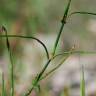 Fotografia 8 da espécie Equisetum ramosissimum do Jardim Botânico UTAD