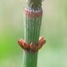 Fotografia 9 da espécie Equisetum ramosissimum do Jardim Botânico UTAD