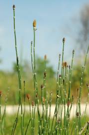 Fotografia da espécie Equisetum ramosissimum