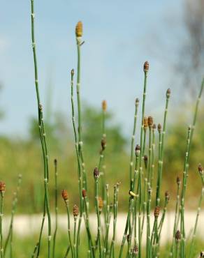 Fotografia 10 da espécie Equisetum ramosissimum no Jardim Botânico UTAD