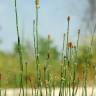 Fotografia 10 da espécie Equisetum ramosissimum do Jardim Botânico UTAD