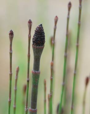 Fotografia 11 da espécie Equisetum ramosissimum no Jardim Botânico UTAD