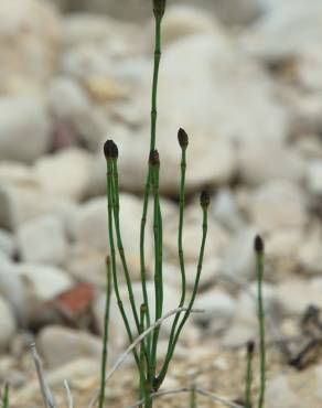 Fotografia 13 da espécie Equisetum ramosissimum no Jardim Botânico UTAD