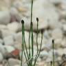 Fotografia 13 da espécie Equisetum ramosissimum do Jardim Botânico UTAD