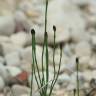 Fotografia 13 da espécie Equisetum ramosissimum do Jardim Botânico UTAD