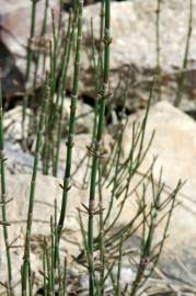 Fotografia da espécie Equisetum ramosissimum