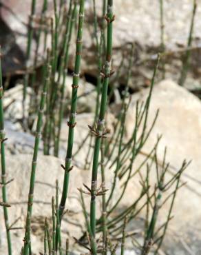 Fotografia 14 da espécie Equisetum ramosissimum no Jardim Botânico UTAD