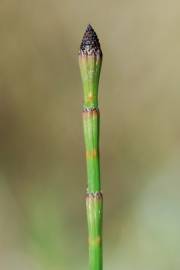 Fotografia da espécie Equisetum ramosissimum