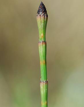 Fotografia 15 da espécie Equisetum ramosissimum no Jardim Botânico UTAD