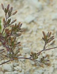 Minuartia mediterranea