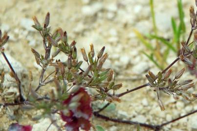 Fotografia da espécie Minuartia mediterranea