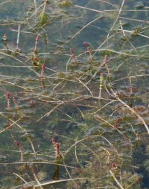 Fotografia 7 da espécie Myriophyllum spicatum no Jardim Botânico UTAD