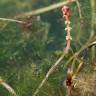 Fotografia 8 da espécie Myriophyllum spicatum do Jardim Botânico UTAD