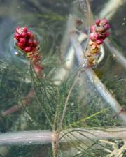 Fotografia da espécie Myriophyllum spicatum
