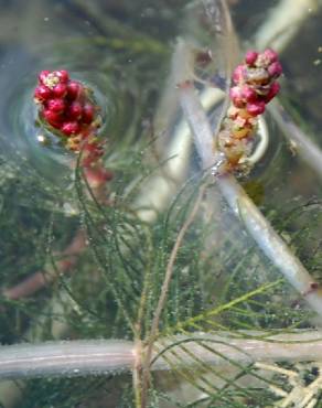 Fotografia 1 da espécie Myriophyllum spicatum no Jardim Botânico UTAD