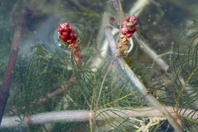 Fotografia da espécie Myriophyllum spicatum