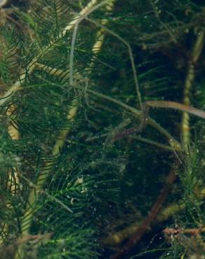 Fotografia 9 da espécie Myriophyllum spicatum no Jardim Botânico UTAD