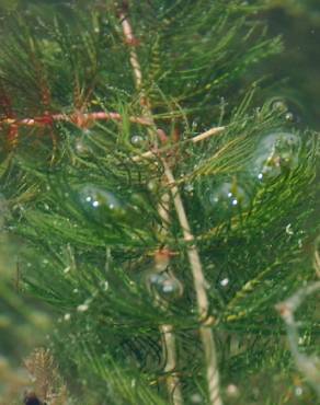 Fotografia 10 da espécie Myriophyllum spicatum no Jardim Botânico UTAD