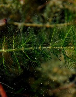 Fotografia 11 da espécie Myriophyllum spicatum no Jardim Botânico UTAD