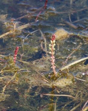 Fotografia 14 da espécie Myriophyllum spicatum no Jardim Botânico UTAD