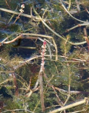 Fotografia 15 da espécie Myriophyllum spicatum no Jardim Botânico UTAD