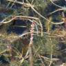 Fotografia 15 da espécie Myriophyllum spicatum do Jardim Botânico UTAD