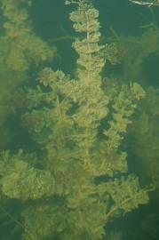 Fotografia da espécie Myriophyllum spicatum