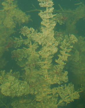 Fotografia 17 da espécie Myriophyllum spicatum no Jardim Botânico UTAD