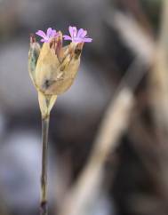 Petrorhagia nanteuilii