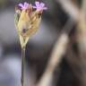 Fotografia 1 da espécie Petrorhagia nanteuilii do Jardim Botânico UTAD