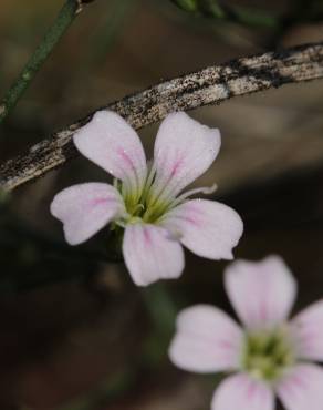 Fotografia 1 da espécie Petrorhagia saxifraga no Jardim Botânico UTAD