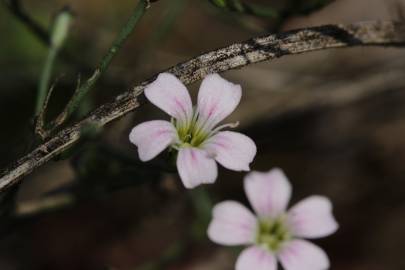 Fotografia da espécie Petrorhagia saxifraga