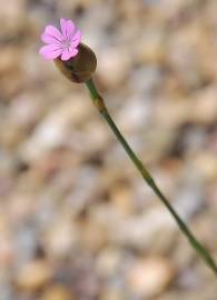 Fotografia da espécie Petrorhagia nanteuilii